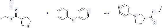 Ethyl pyrrolidine-3-carboxylate hydrochloride can react with 4-Phenoxy-pyridine to get Ethyl N-(4-pyridyl)pyrrolidine-3-carboxylate.